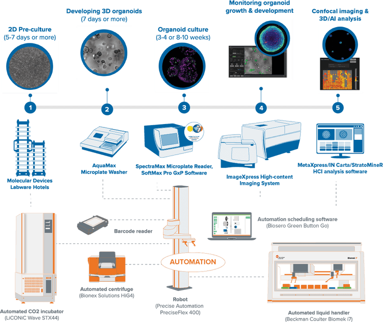 3D 肺类器官培养和实验步骤的自动化