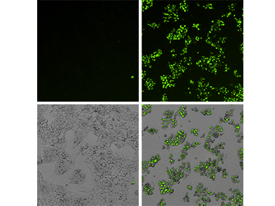 EarlyTox Caspase-3/7 NucView 488 检测