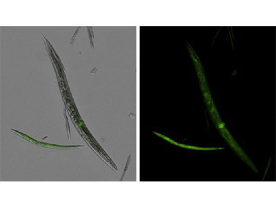 秀丽隐杆线虫被长期用作发育生物学的模型系统，因其简单且细胞谱系模式特征完整