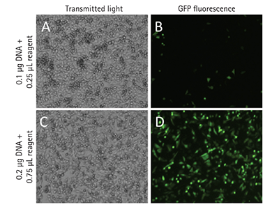 GFP 转染后细胞成像