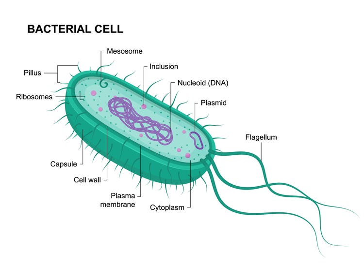 展示细菌细胞结构的解剖图，其中质粒（小型环状 DNA 分子）在其中停留并复制