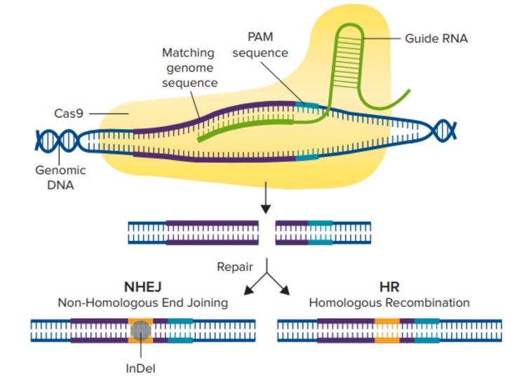 CRISPR/Cas9 机制