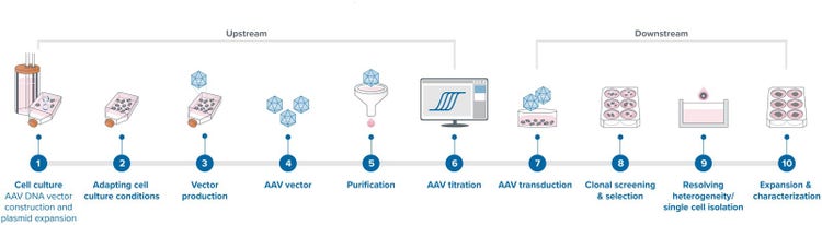 AAV 质粒生产工作流程