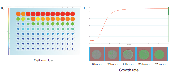 Cells are seeded into 96-well half-area plates at decreasing densities starting from 10,000 cells/well