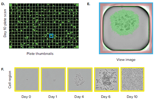 Cells are seeded into either 96- or 384-well plates at a density of 0.5 cell/well