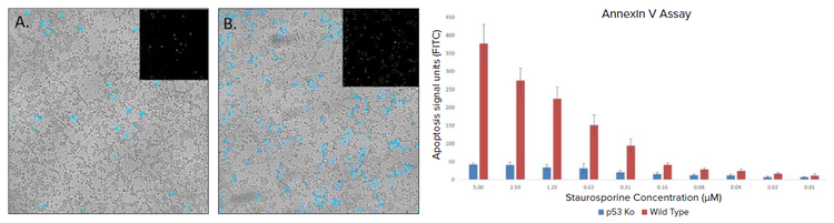 Cell apoptosis detected by Annexin V-FITC