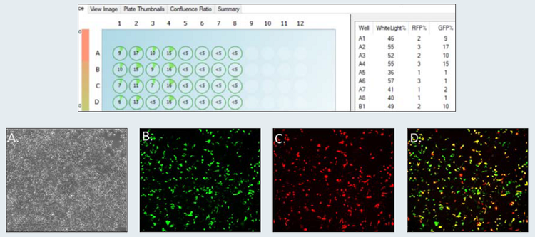 Cell confluence and cell number of transfected HEK-293 cells and control cells