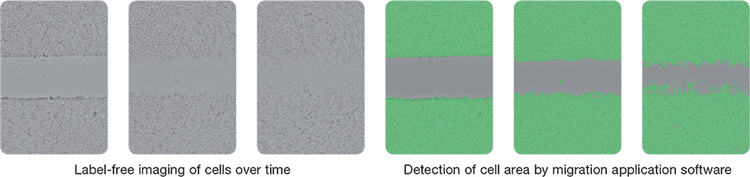 Image capture and analysis