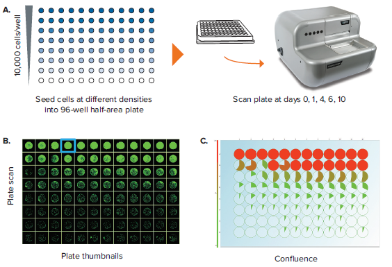 Confluence assessment in 96-well half area plates