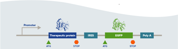 Diagram of Gene Expression Cassette