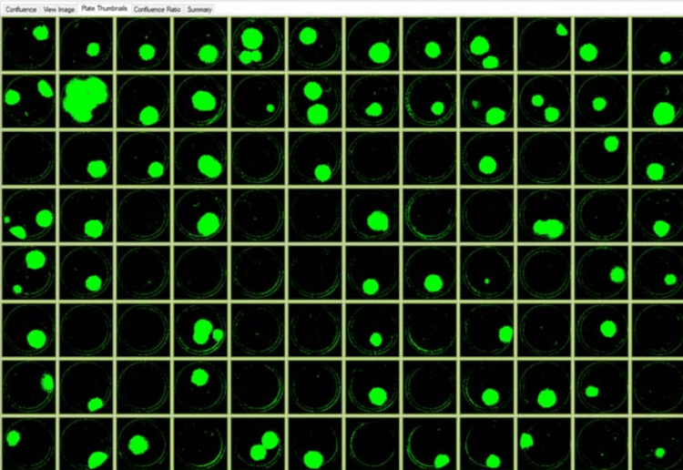 Images of colonies of single-cell printed CRISPR edited cells with RFP marke