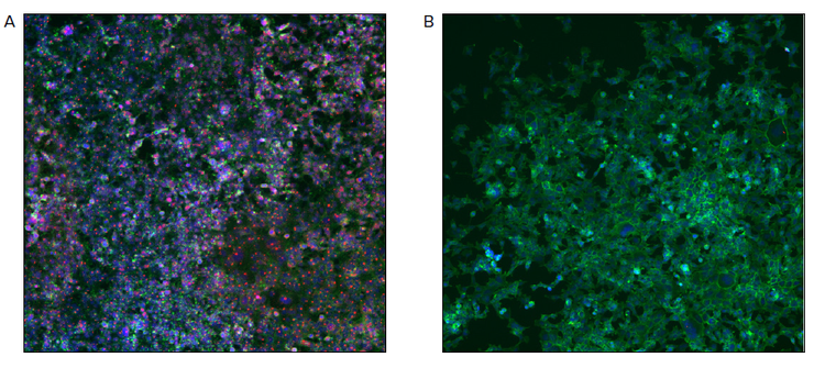Composite images of p53 KO HEK-293 cells