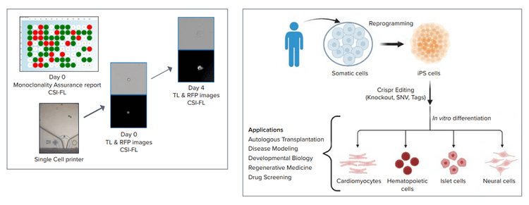 Workflow steps involved in a cell line development and integrated automated system for CRISPR