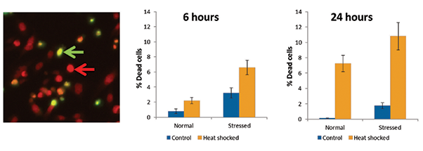 Quantitation of cell viability after heat shock