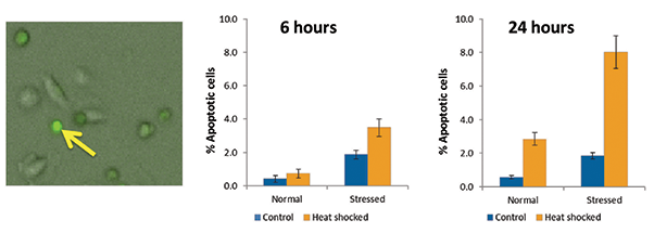 Apoptosis in control and heat-shocked cells