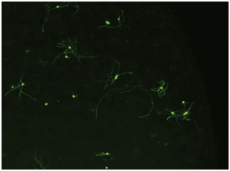 Neuronal cell image