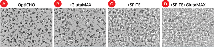 Effect of supplements on cell growth