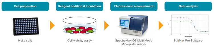 Representative experimental workflow for a cell viability assay