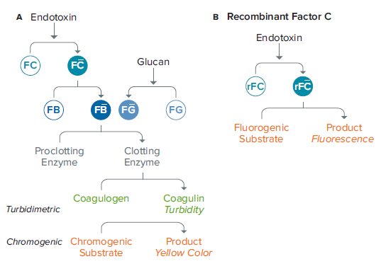Enzymatic cascades for the LAL (A) and PyroGene rFC assay (B)