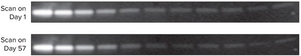 Eu-label signal stability and resistance to photo bleaching