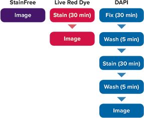 Workflow for cell analysis with StainFree Technology vs. Live Red Dye vs. DAPI