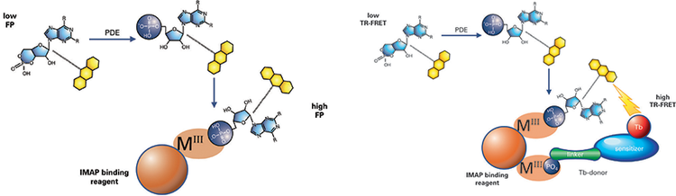 IMAP FP and TR-FRET phosphodiesterase assay principle