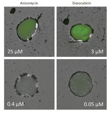 Overlaid TL and fluorescence images