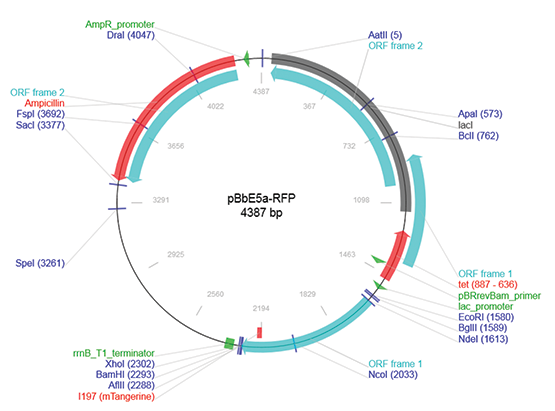 pBbE5a-RFP plasmid map