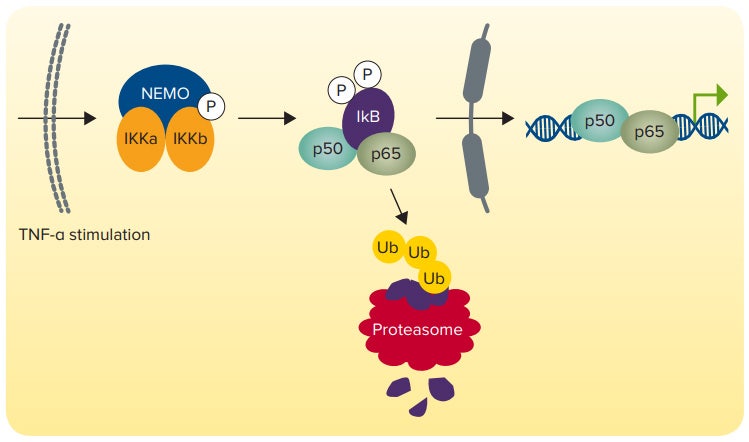 NF-KB signaling pathway-TNF-α activates a signal cascade resulting in degradation of the NF-KB inhibitor IKB and release of NF-KB transcription factor to the nucleus