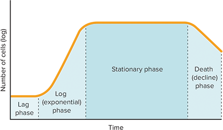 acterial growth phases