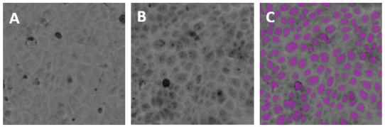 MDCK cells from the TL channel of the MiniMax cytometer