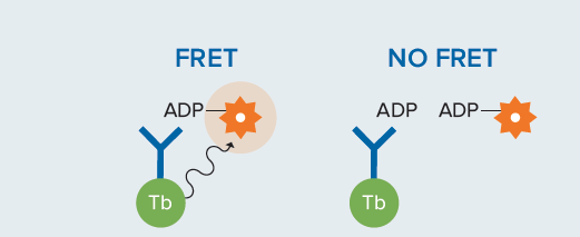 Transcreener TR-FRET