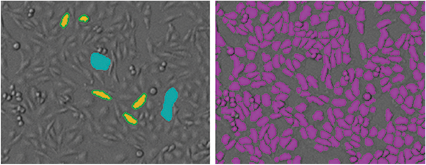 StainFree analysis in SoftMax Pro Software