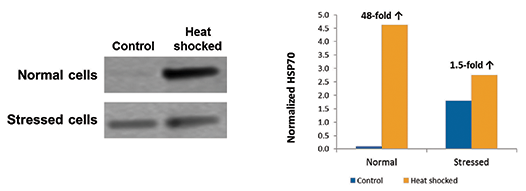 Western blot analysis of HSP70 expression