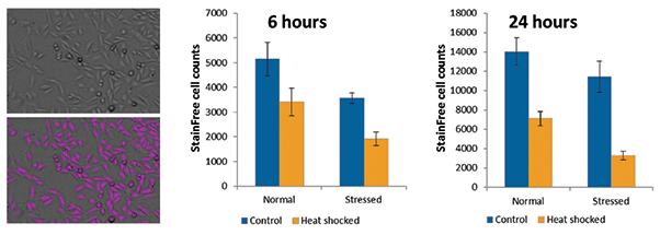 StainFree measurement of cell proliferation after heat shock