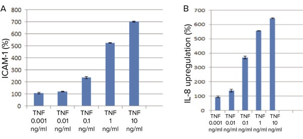 ICAM-1 and IL-8 upregulation in HL-MVEC