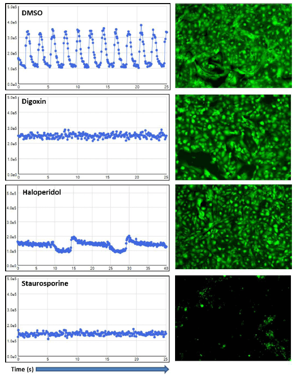 Comparing peak data to cell viability