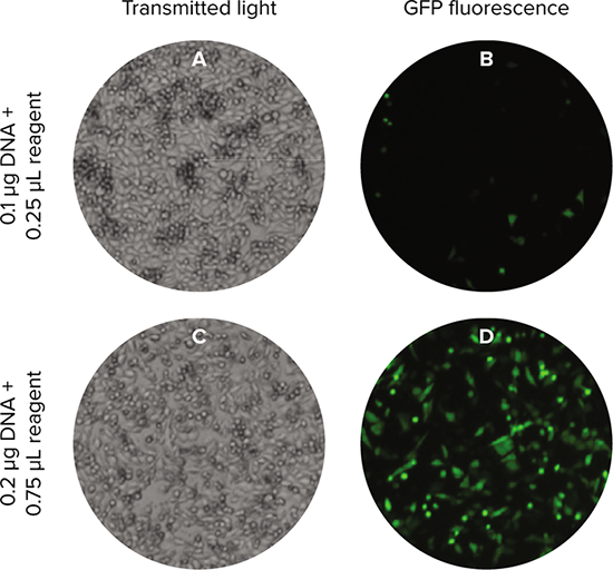Imaging of transfected cells