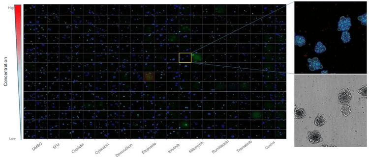 Assay setup, Plate map view of organoids in 384W plate