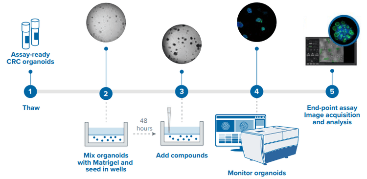 Workflow for using assay ready colorectal cancer organoids
