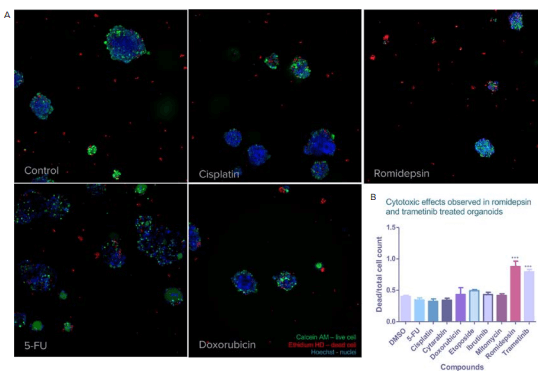 Effects of compounds on CRC organoids