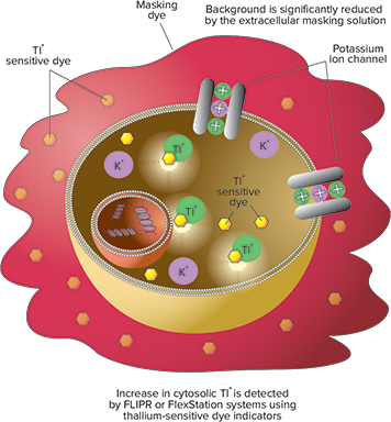 FLIPR Potassium Assay Kit principle