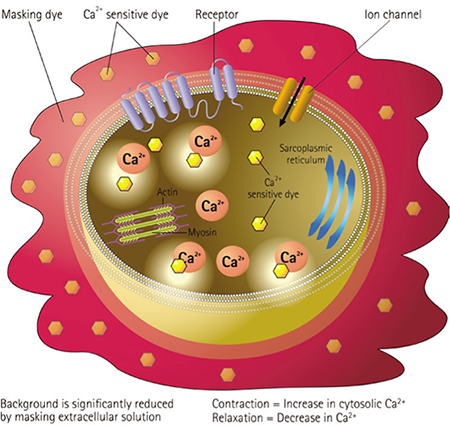 EarlyTox Cardiotoxicity Kit assay principle