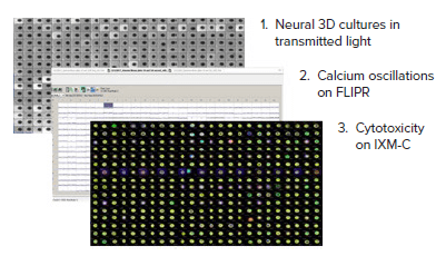 Multiparametric workflow - Kinetic and Cellular Imaging Analysis