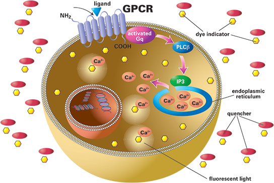 Calcium mobilization assay principle