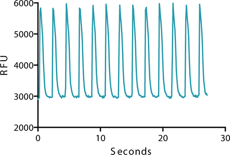 Calcium signal oscillation