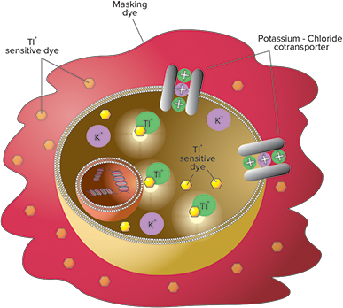 FLIPR Potassium Assay Kit principle