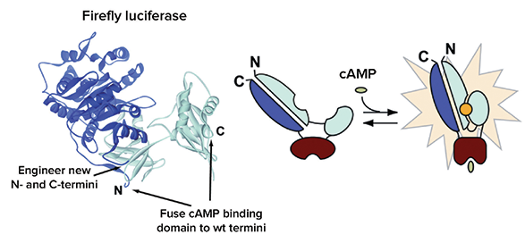 Intracellular biosensor of the GloSensor cAMP Assay