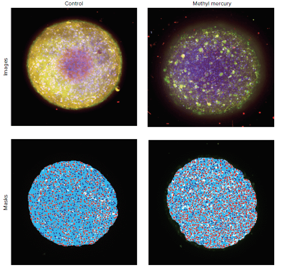 Cell Viability and Mitochondria Integrity