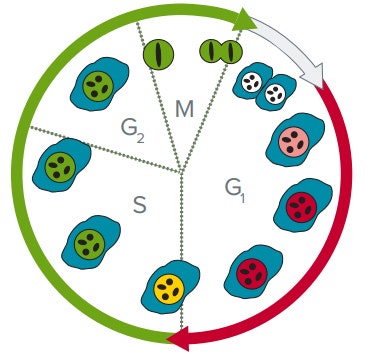 Fluorescent cellular changes associated with FUCCI Cell Cycle Sensor